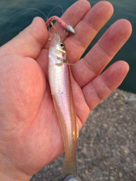 豆サバが湧いていた